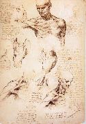 LEONARDO da Vinci The muscles of Thorax and shoulders in a lebnden person painting